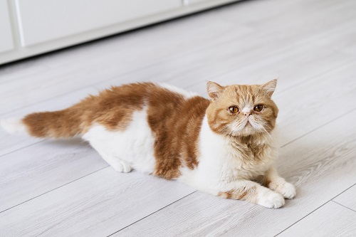 Piso ideal para casa com pet gato no chão laminado madeira zinz